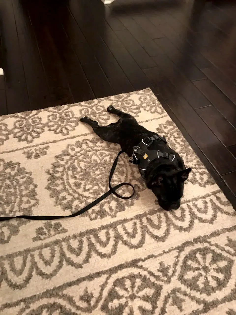 Pet Odor 1