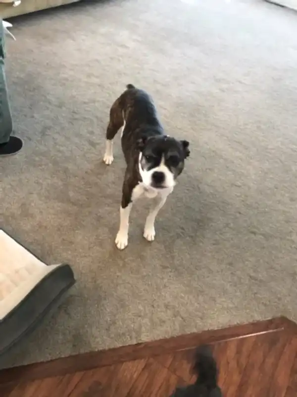 Pet odor 2