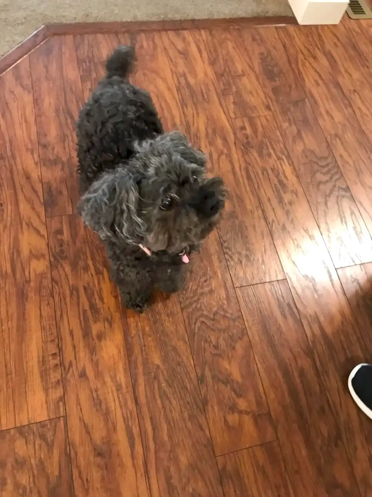 Pet odor 3